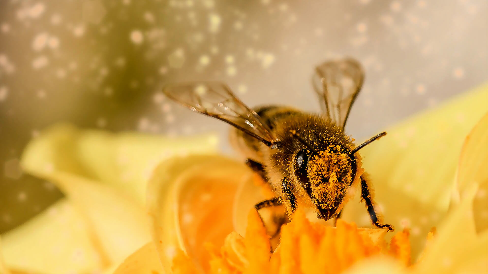 BeeZone E-Ticaret Yazılımı