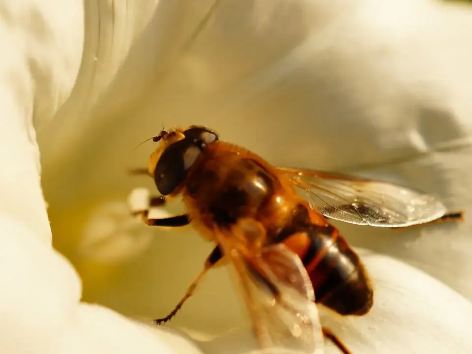 Beezone markasının organik propolis damla satışı yaptığı e-ticaret yazılım geliştirmesi